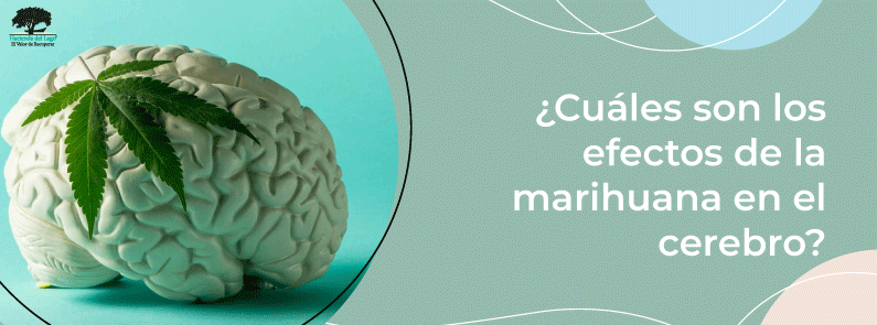 Hacienda del Lago - Efectos de la marihuana en el cerebro - Cerebro con marihuana